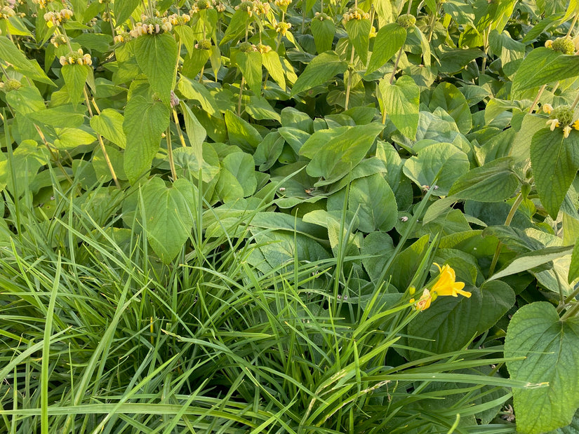 daglelie hemerocalis met brandkruid phlomis 