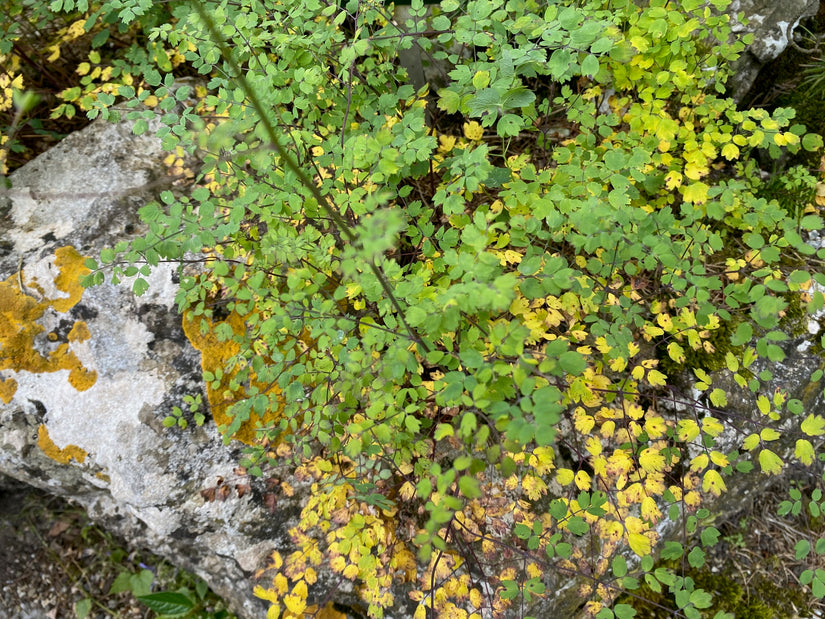 Biologisch Kleine Ruit - Thalictrum minus