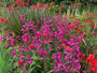 combinatie met zonnekruid helenium, montbretia crocosmia, brandkruid phlomis en japans bloedgras