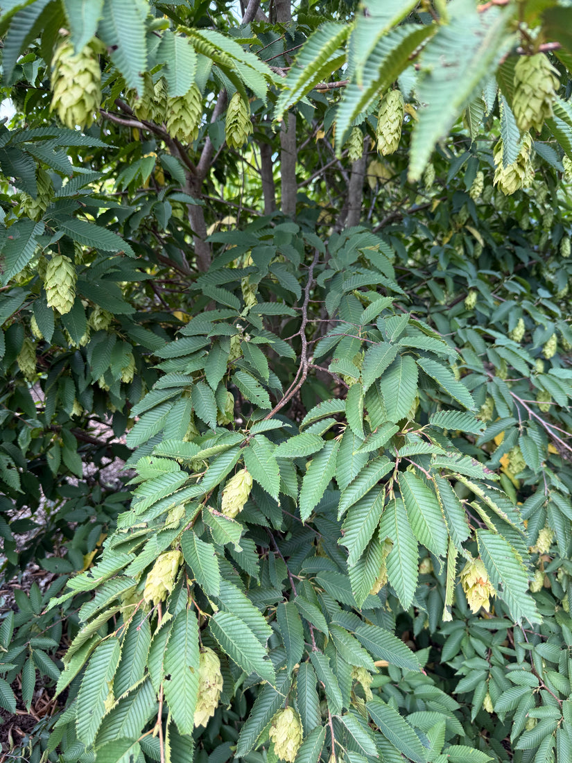 Japanse Haagbeuk - Carpinus Japonica meerstammig