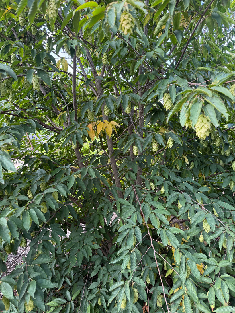 Japanse Haagbeuk - Carpinus Japonica meerstammig