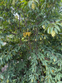 Japanse Haagbeuk - Carpinus Japonica meerstammig