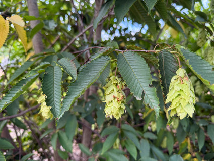 Japanse Haagbeuk - Carpinus Japonica meerstammig