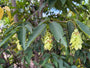 Japanse Haagbeuk - Carpinus Japonica meerstammig