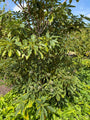 Wieltjesboom - Trochodendron aralioides