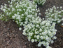 Zilverschildzaad - Lobularia maritima 'Snowcloth'