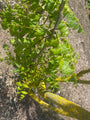 Gele Zeepboom - Koelreuteria Paniculata (Lampionboom)