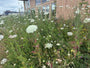 Gewoon duizendblad - Achillea millefolium 'White Beauty'