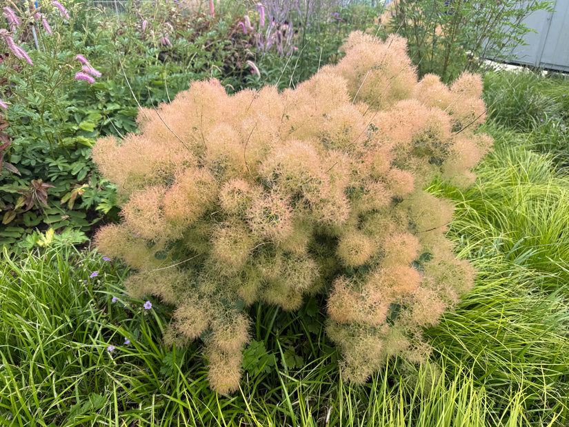 Pruikenboom (Groene soort) - Cotinus coggygria