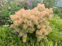 Pruikenboom (Groene soort) - Cotinus coggygria
