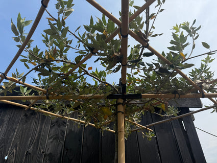 Dakboom Steeneik - Quercus Ilex - Groenblijvend en vierkant rek 120x120 cm