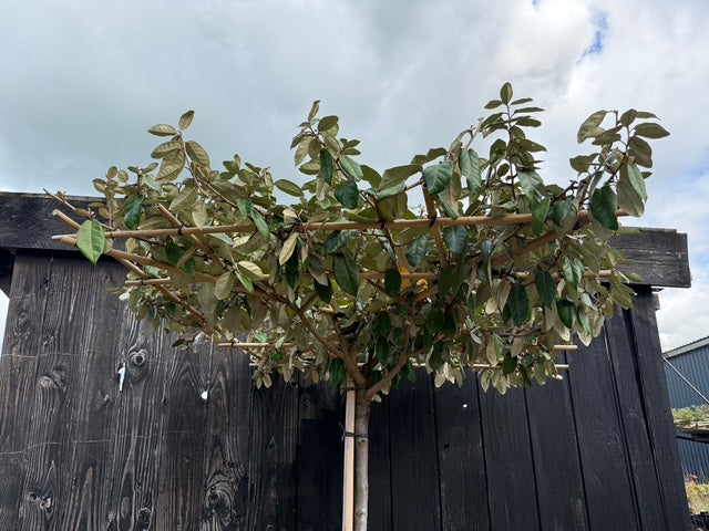 Dakboom Olijfwilg - Elaeagnus ebbingei - Wintergroen en vierkant rek 120x120 cm