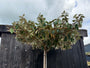 Dakboom Olijfwilg - Elaeagnus ebbingei - Wintergroen en vierkant rek 120x120 cm