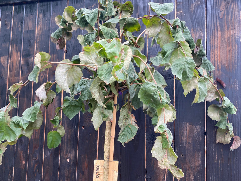 Hazelaar - Corylus avellana 'Purple Umbrella' Hoogstam boom 250-300 cm