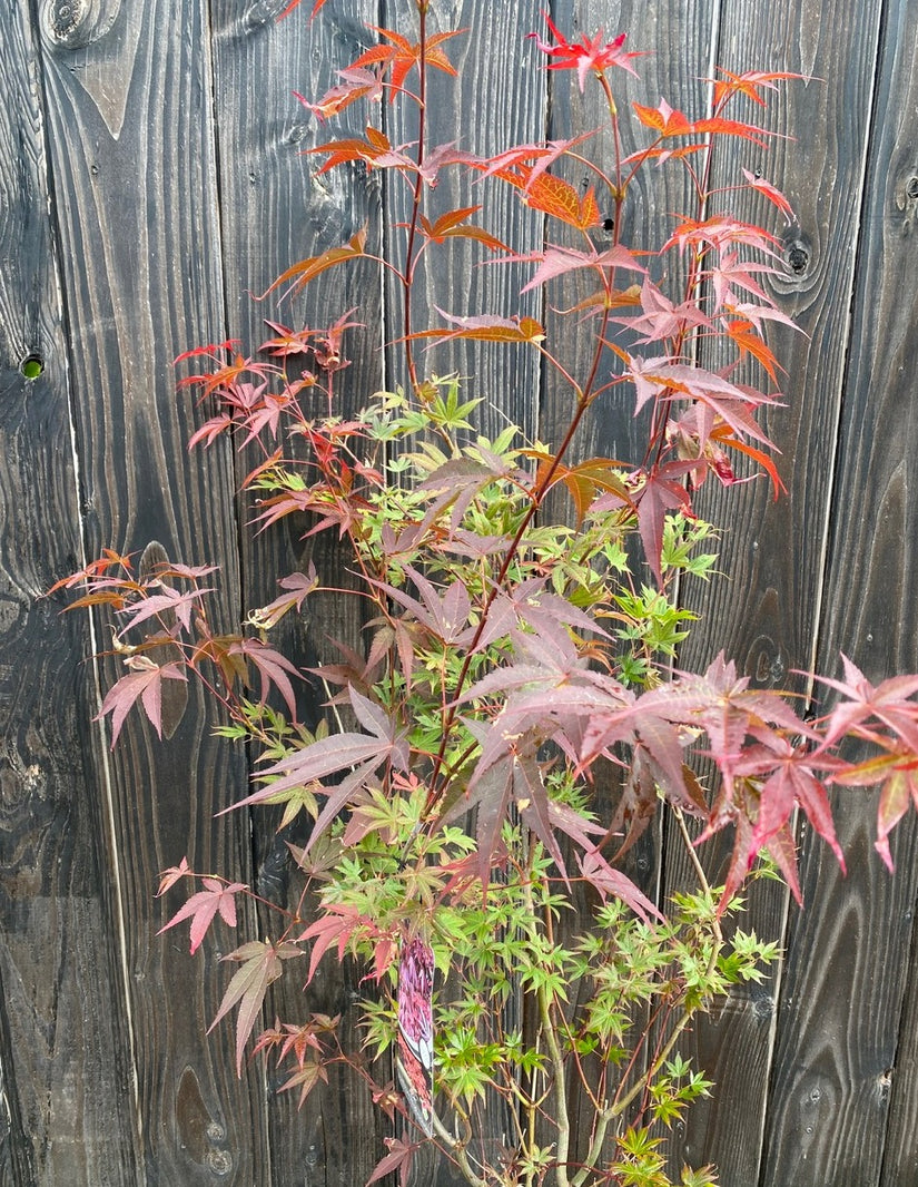 Voorbeeld Acer Atropurpuream in C12 pot 