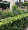 Japanse hulst - Ilex crenata 'Green Hedge'
