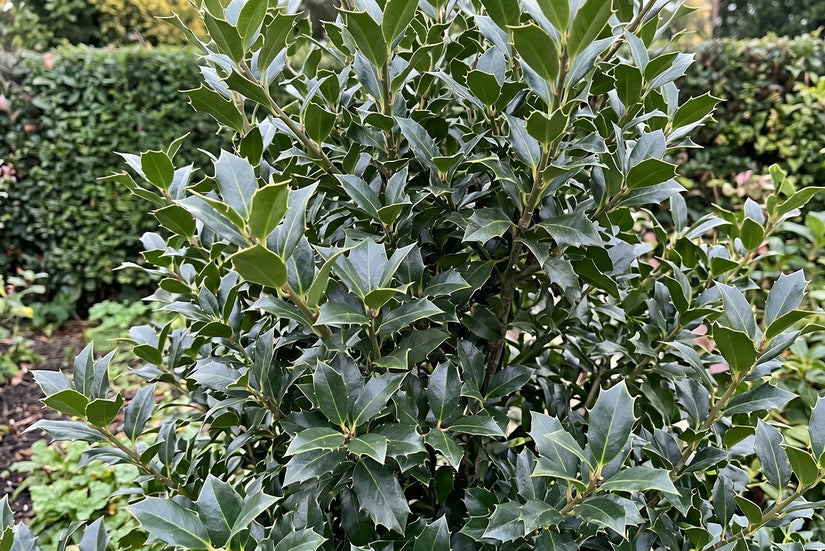 Blauwe hulst zonder besjes - Ilex × meserveae 'Heckenstar'