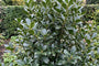 Blauwe hulst zonder besjes - Ilex × meserveae 'Heckenstar'