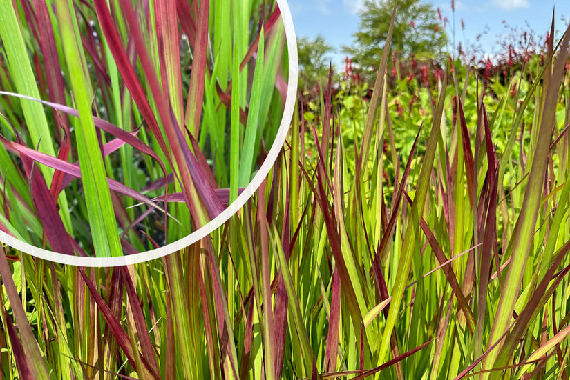 Japans bloedgras - Imperata cylindrica 'Red Baron'