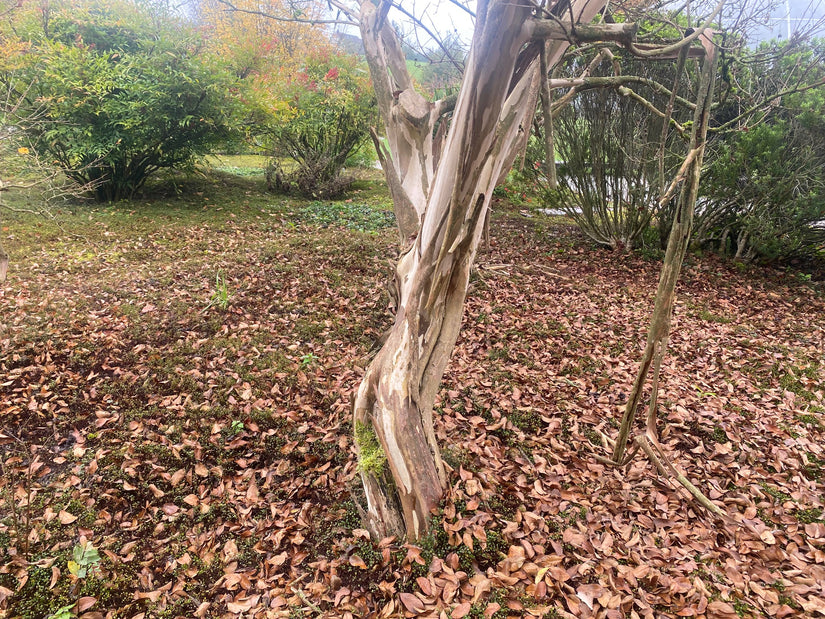 Indische Sering - Lagerstroemia indica