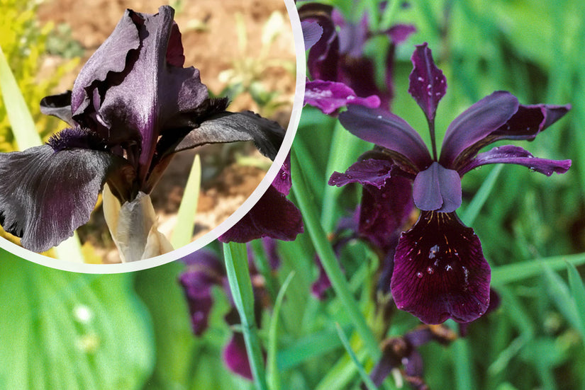 Zwarte lis - Iris Chrysographes 'Black Knight'