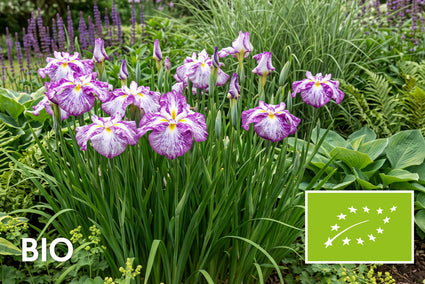 Biologische Japanse lis - Iris ensata 'Harlequinesque'