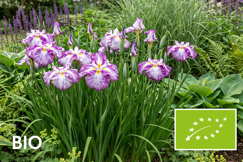 Biologische Japanse lis - Iris ensata 'Harlequinesque'