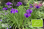 Biologische Japanse lis - Iris ensata 'Katy Mendez'