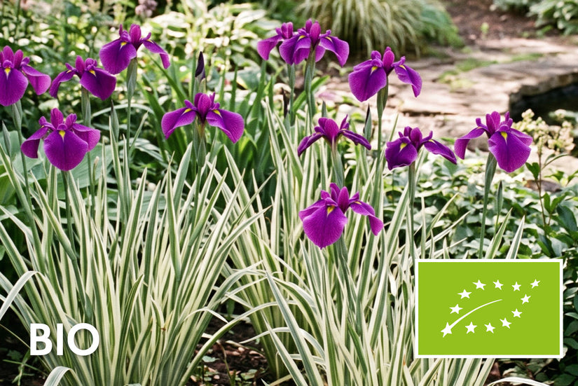 Biologische Japanse lis - Iris ensata 'Variegata'