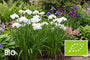 Biologische Japanse lis - Iris ensata 'White Ladies'