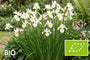 Biologische Lis - Iris sanguinea 'Snow Queen'