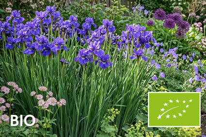 Biologische Siberische lis - Iris sibirica 'Concord Crush'
