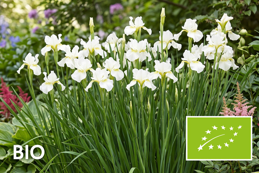 Biologische Siberische lis - Iris sibirica 'Harpswell Happiness'