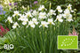 Biologische Siberische lis - Iris sibirica 'Harpswell Happiness'