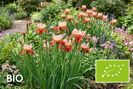 Biologische Siberische lis - Iris sibirica 'Paprikash'
