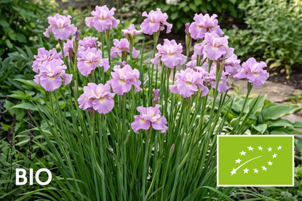 Biologische Siberische lis - Iris sibirica 'Pink Parfait'