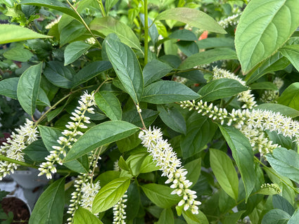 Bloemwilg - Itea virginica