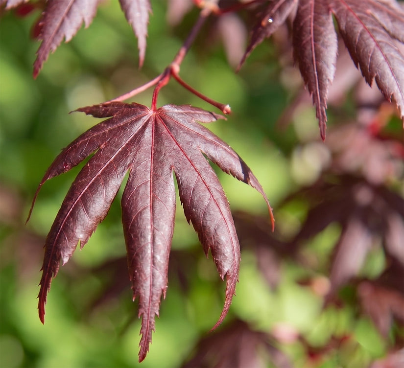 Japanse Esdoorn - Acer palmatum 'Starfish'