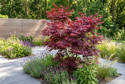 Japanse Esdoorn - Acer palmatum 'Starfish'