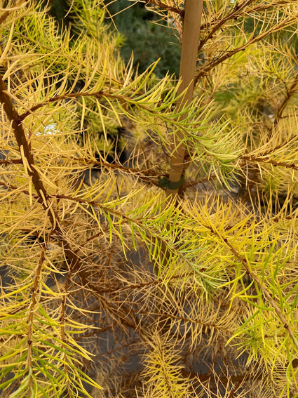 Japanse larix - Larix kaempferi