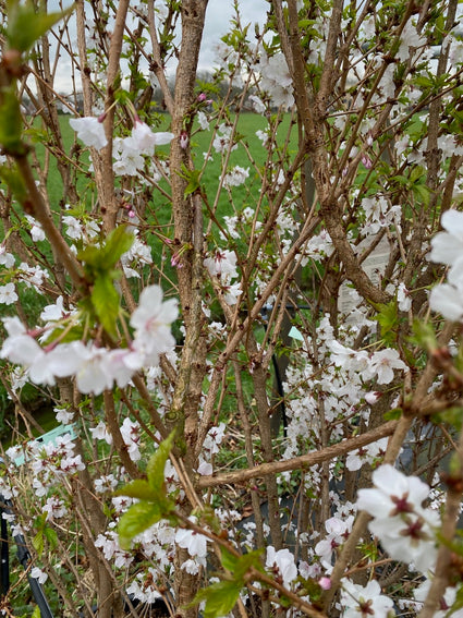 Japanse Sierkers Halfstam - Prunus nipponica 'Brillant'