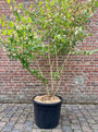 Japanse Sneeuwbal - Viburnum plicatum 'Mariesii'