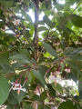 Japanse Storaxboom - Styrax japonicus 'Snowcone'