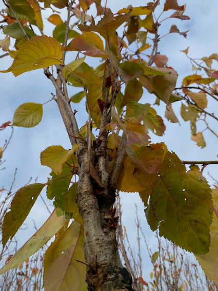 Japanse Zuilsierkers - Prunus serrulata 'Amanogawa'