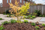 Japanse esdoorn - Acer palmatum 'Katsura'