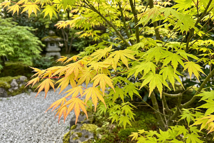 Japanse esdoorn - Acer palmatum 'Katsura'