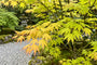 Japanse esdoorn - Acer palmatum 'Katsura'