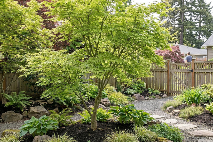 Japanse Esdoorn - Acer palmatum 'Seiryu'