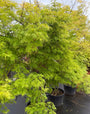 Japanse Esdoorn - Acer palmatum 'Seiryu'
