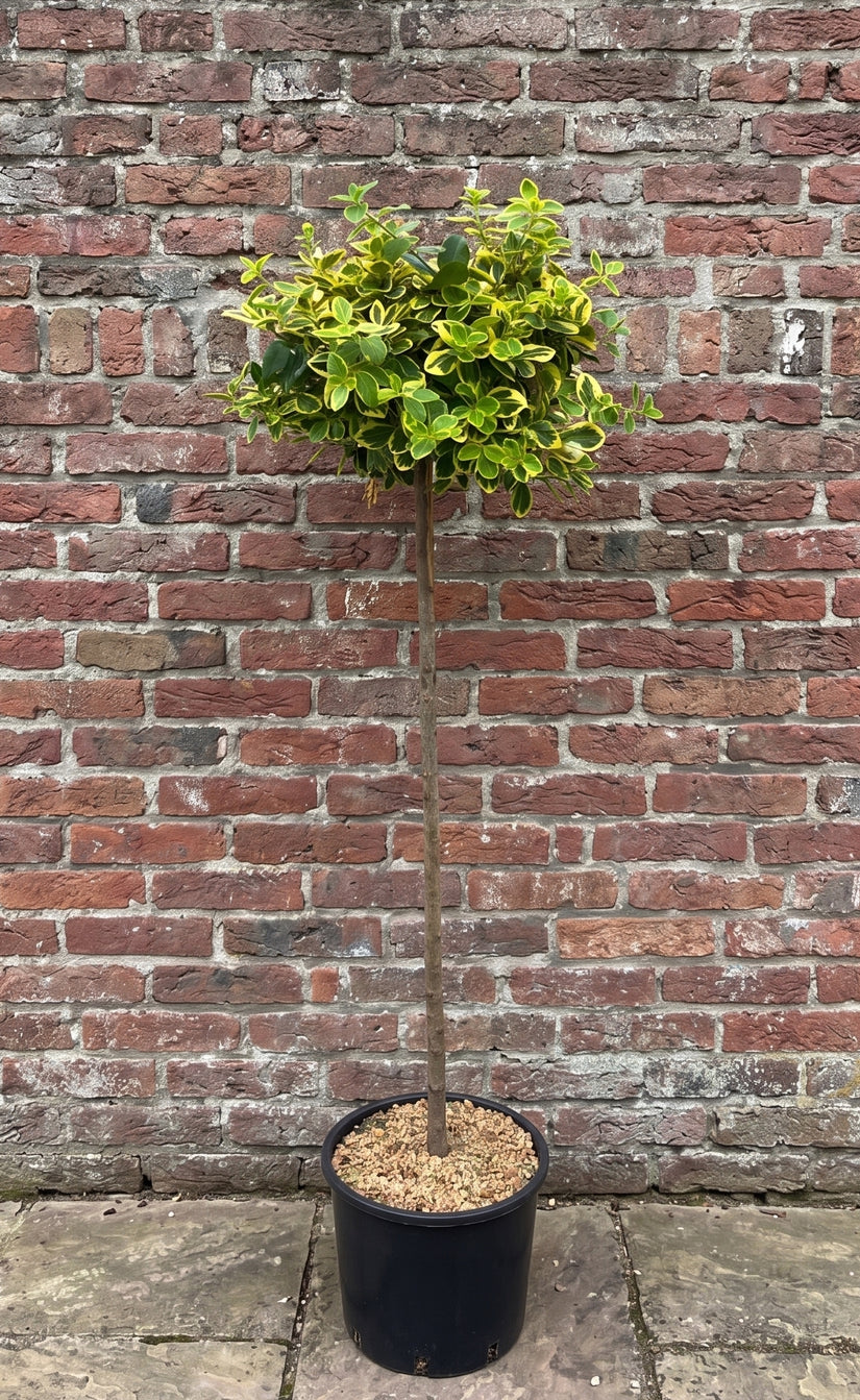 Japanse kardinaalsmuts (Geelbont) - Euonymus fortunei 'Canadale Gold' op stam